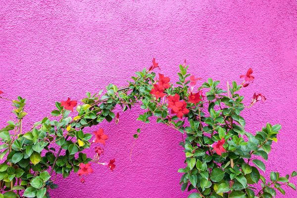 Eggers, Julie 아티스트의 Italy-Venice-Burano Island Vining flowers against a bright pink wall on Burano Island작품입니다.